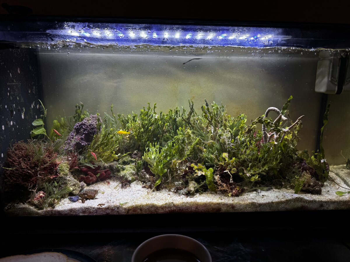 2026 FULL TANK SHOT SHOWOFF! Let's see your FTS for 2026! | Page 20 ...