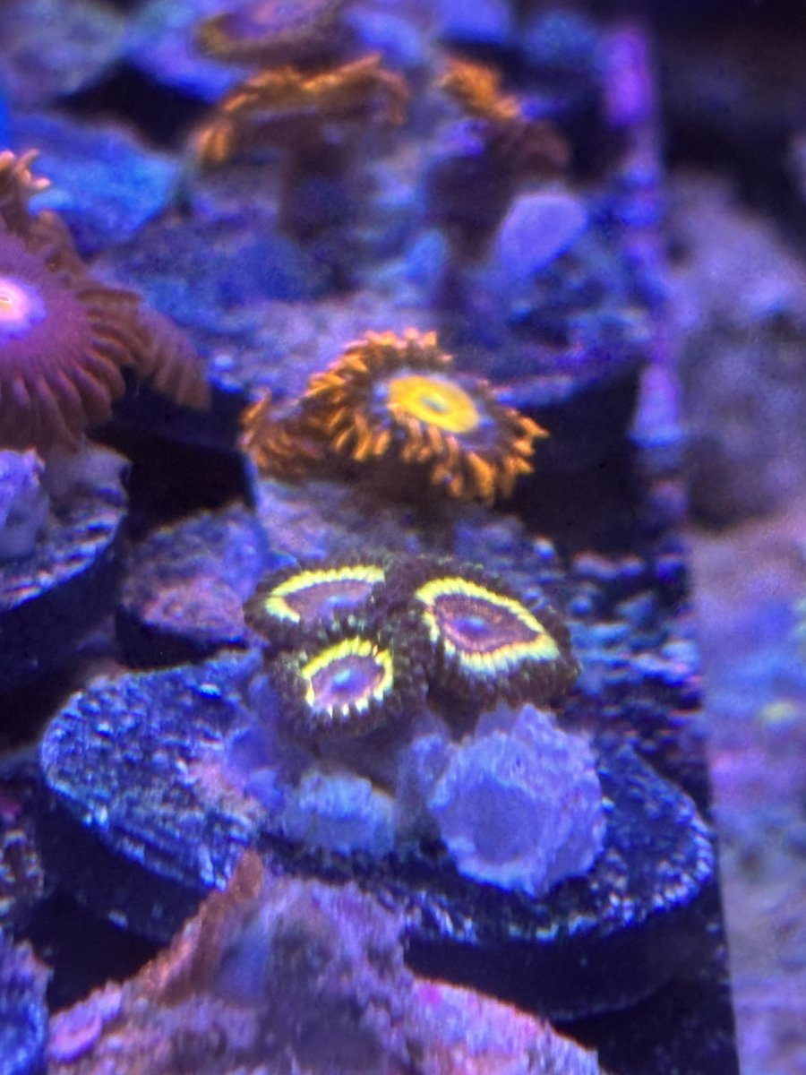 Zoa ID! | Reef2Reef