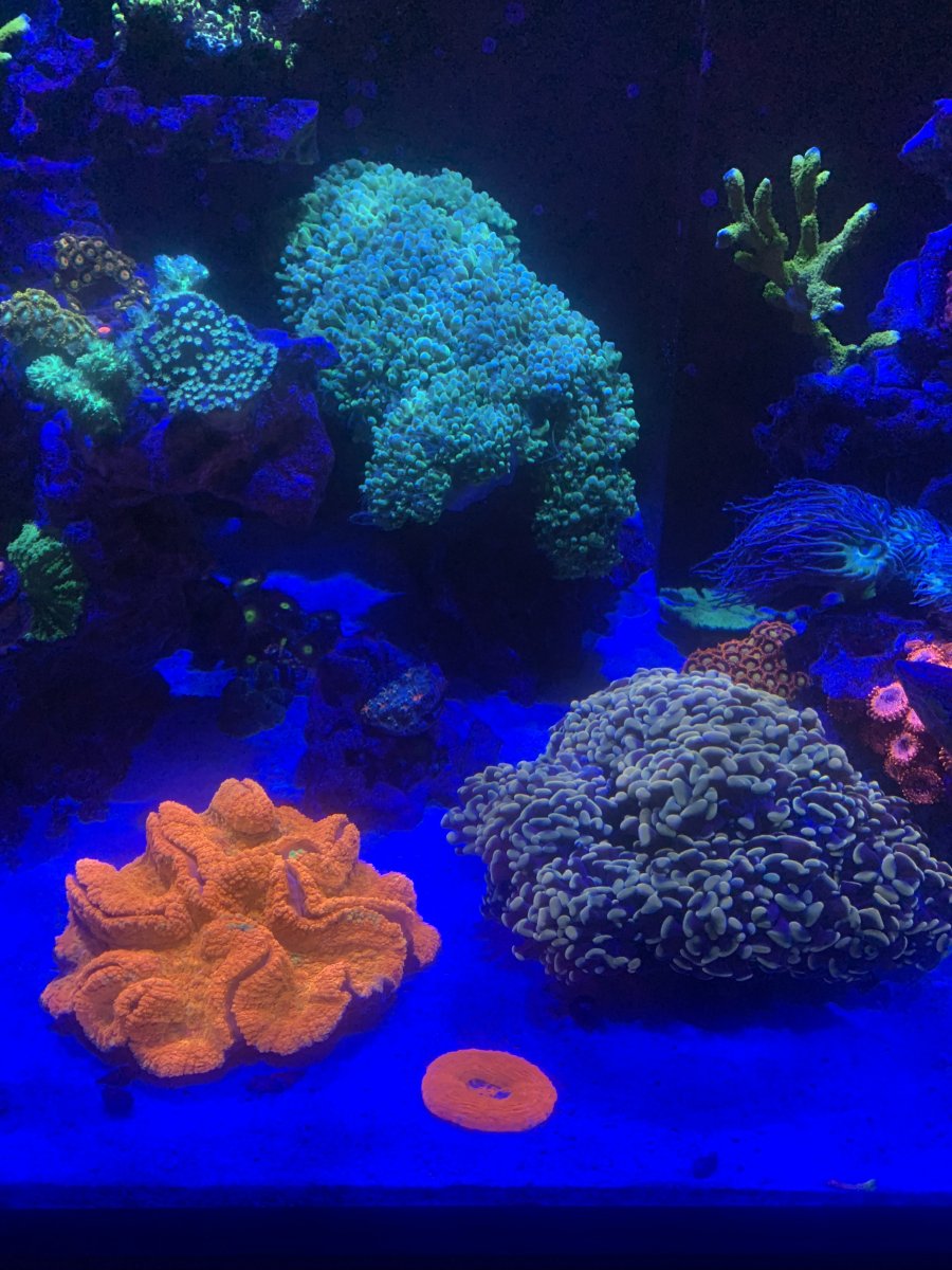 IMG_8698.jpeg