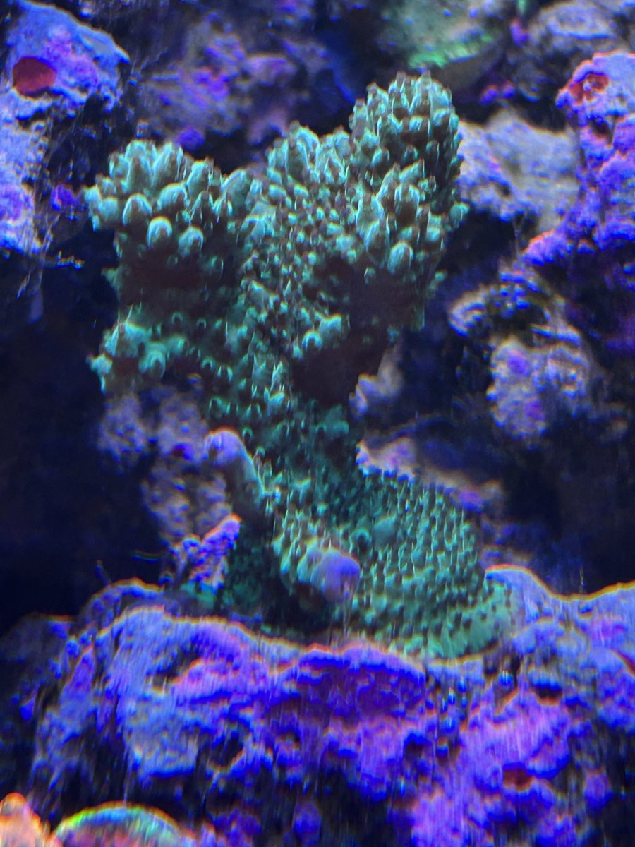 IMG_8711.jpeg