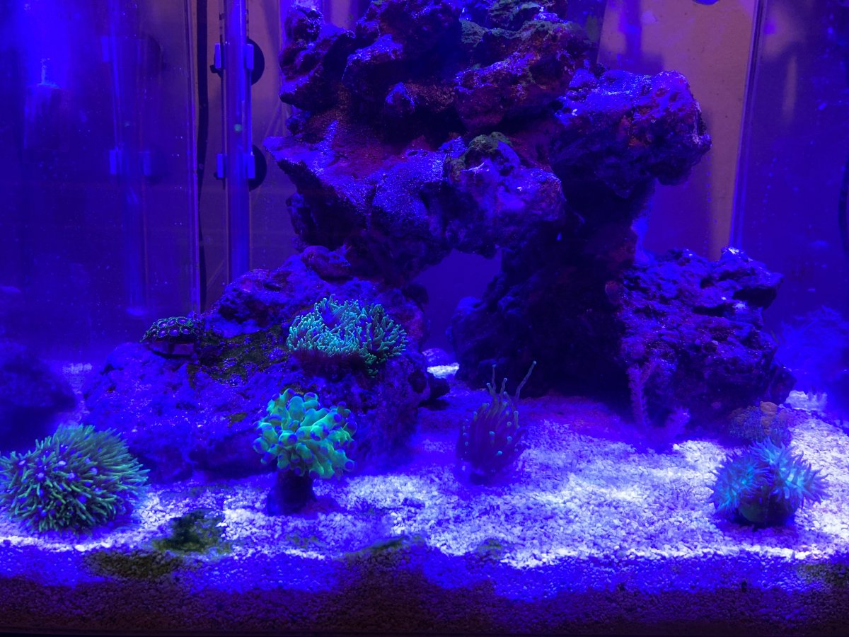 Nano Build - a simple nano cube | Page 2 | REEF2REEF Saltwater and Reef ...