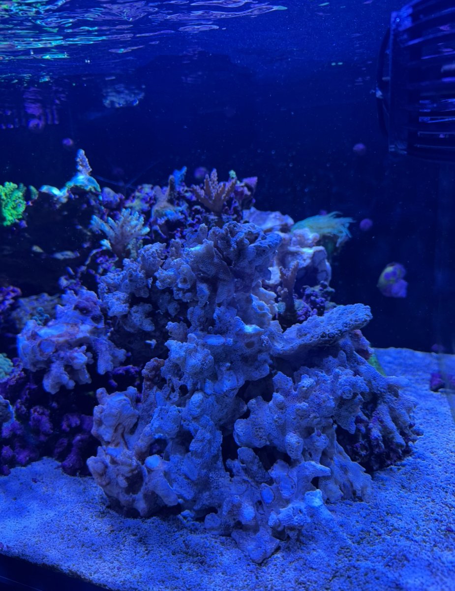 IMG_8726.jpeg