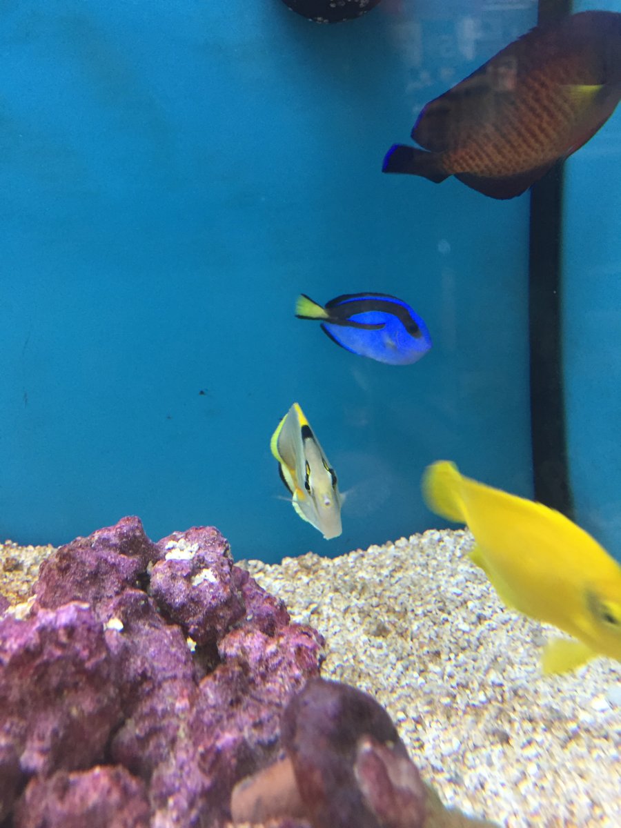 petco with saltwater fish