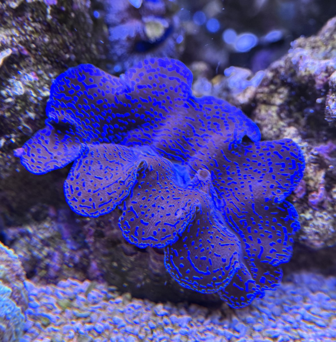 Clams don't seem as popular as they have been in the past. | Page 7 ...