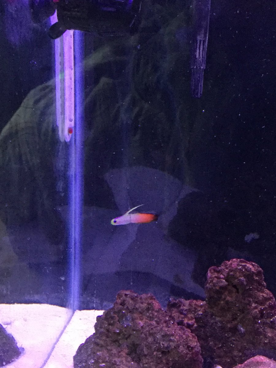 fish acting weird.. help!! | Page 2 | Reef2Reef
