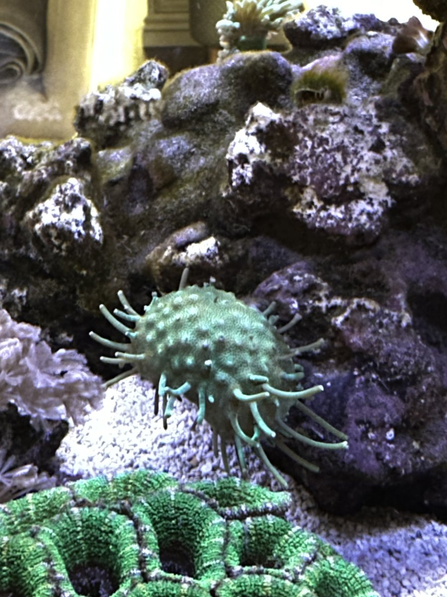 Toadstool coral not doing the best. Please help diagnosis. Parameters ...