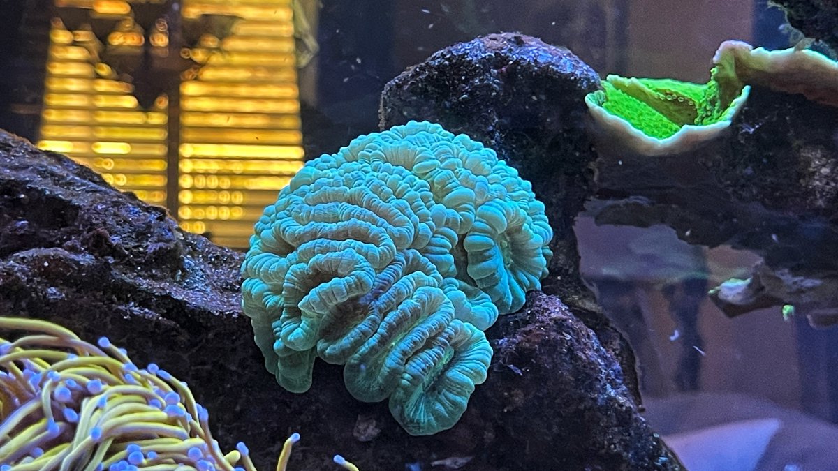 Build Thread - Isaac's CADE 1500s2/ Peninsula Reef Build | Page 29 ...