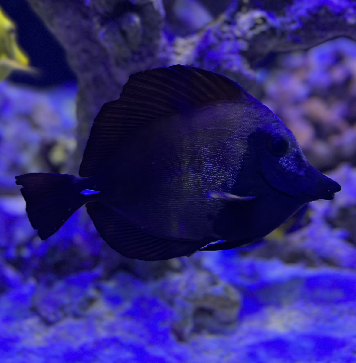 Build Thread - 270 Gallon 