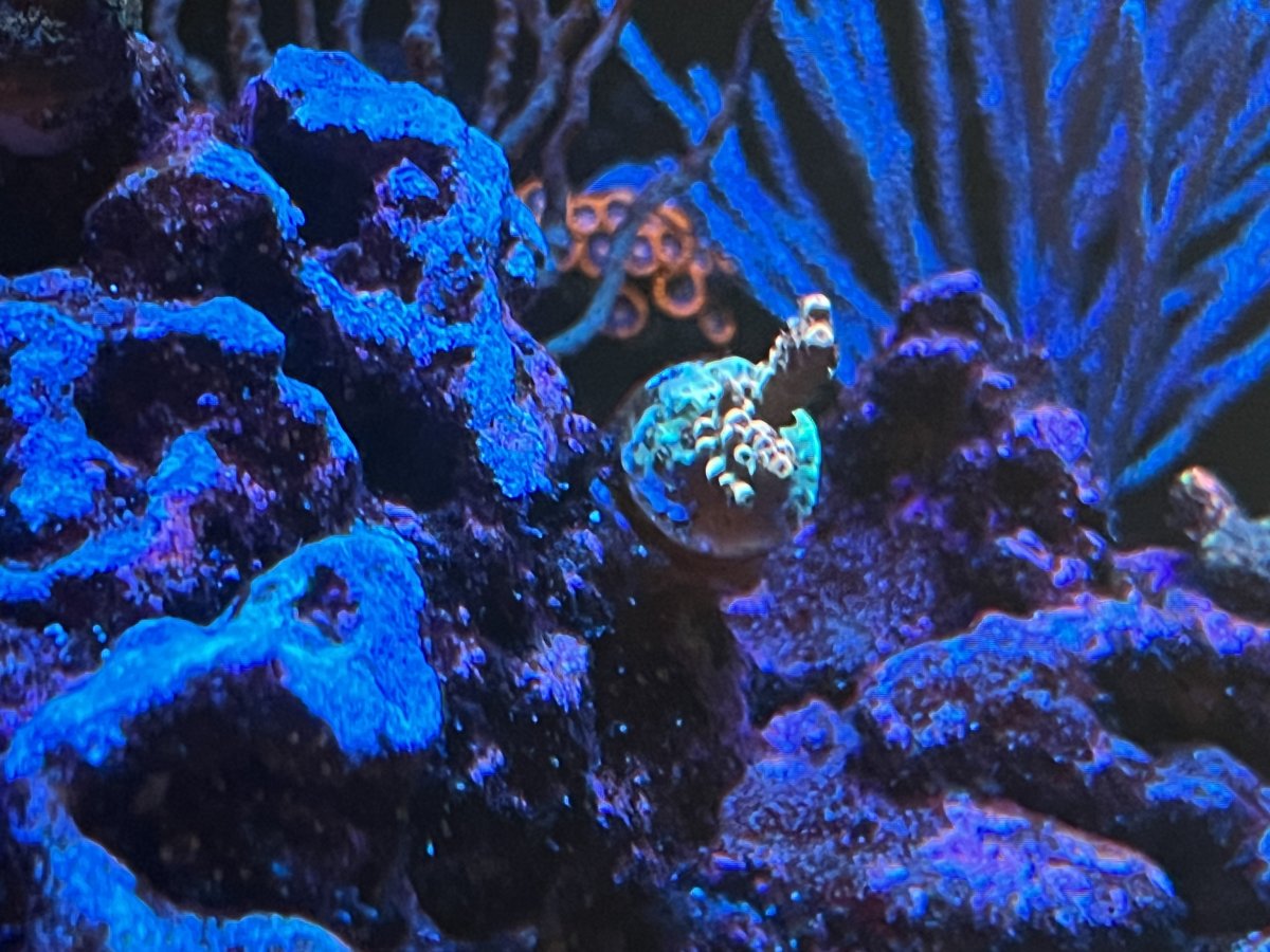Share your fire Acro pics!!! | Reef2Reef