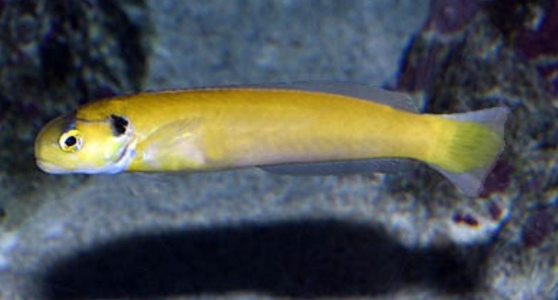 Yellow fish, that ARENT yellow tangs! | Reef2Reef