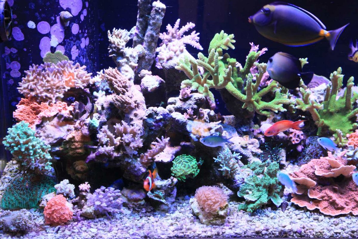 Build Thread - Mattdg's 120G SPS / Mixed Reef Build and Progress | Page ...
