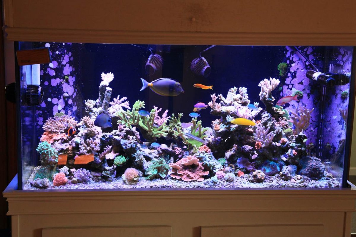 Build Thread - Mattdg's 120G SPS / Mixed Reef Build and Progress | Page ...