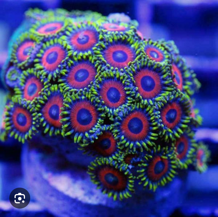 Why zoas thrive, but the color is gone ? | Reef2Reef