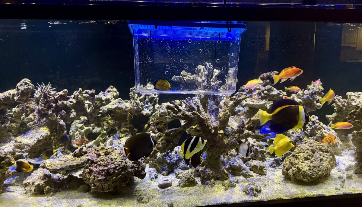 Build Thread - 270 Gallon 