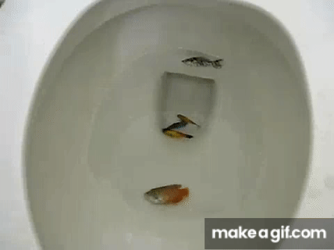 How do you guys deal with fish loss? | Reef2Reef
