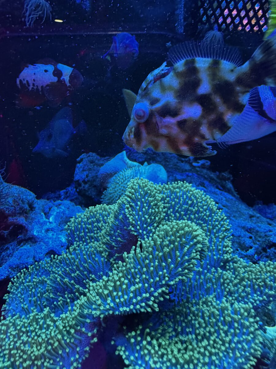 Filefish has some type of disease and I’m unsure how to treat. | Reef2Reef