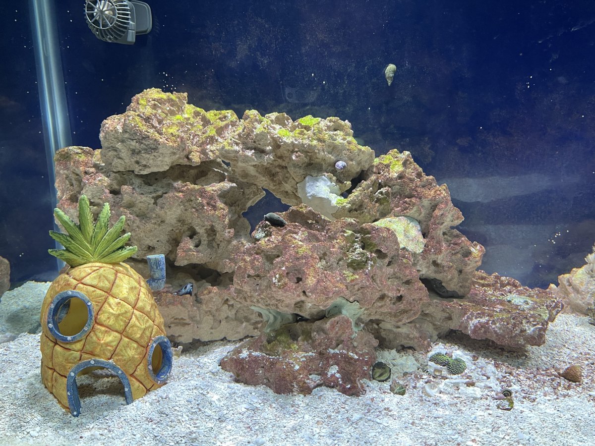 Red Stuff on rocks - Cyano? | Reef2Reef