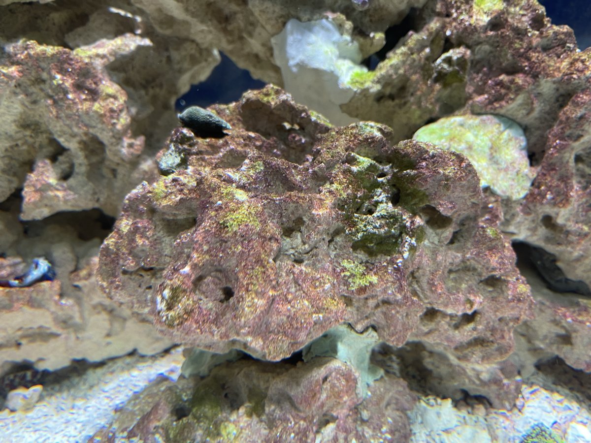 Red Stuff on rocks - Cyano? | Reef2Reef