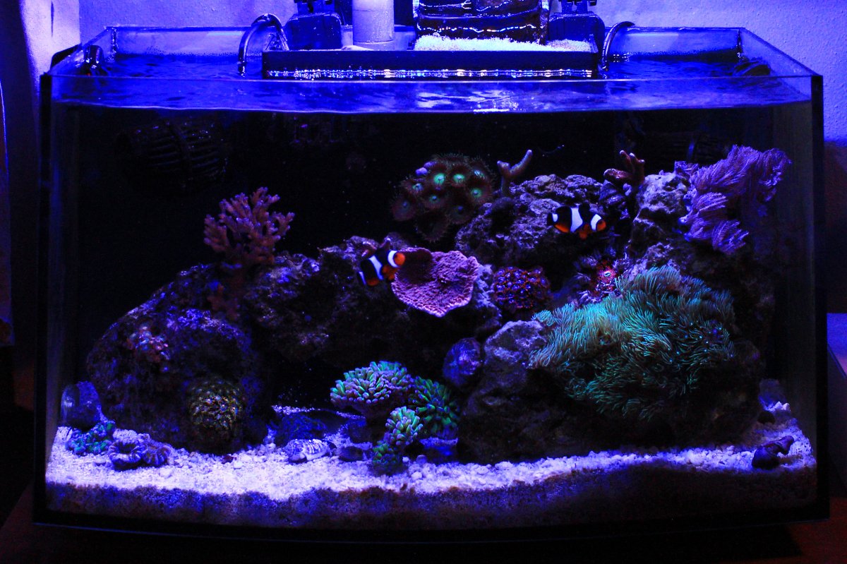 Got A Pico Reef Show It Off Here Page 12 Reef2reef Saltwater