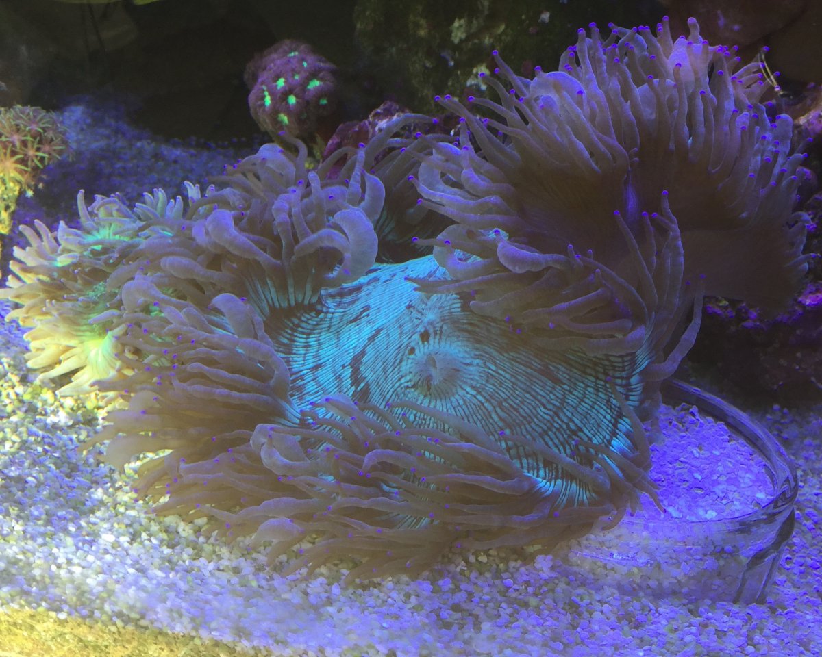 Elegance coral attached to rock or free? | REEF2REEF Saltwater and Reef ...
