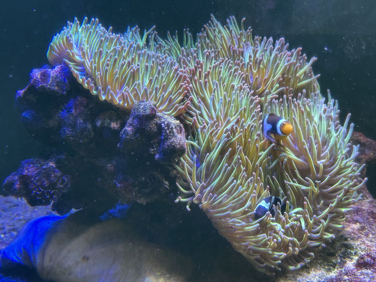 How to introduce anemone to established reef tank? | Reef2Reef