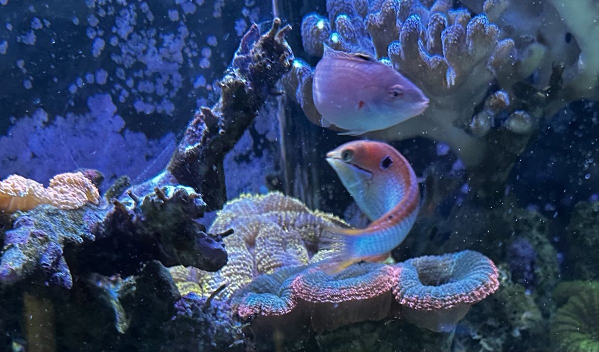 Halichoeres pallidus - anyone have info on these? | Reef2Reef