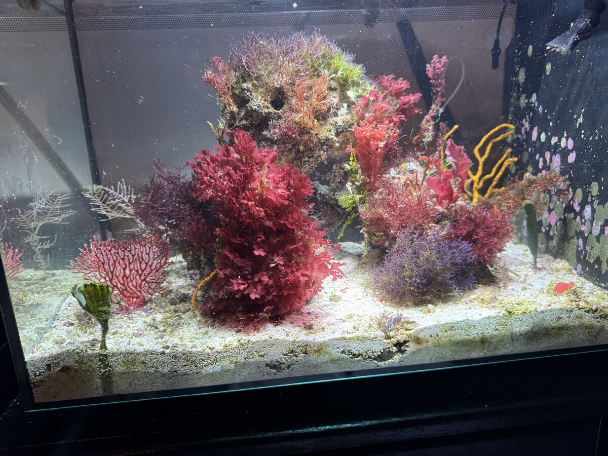 EMERGENCY - I’m losing seahorses left and right, HELP | Reef2Reef