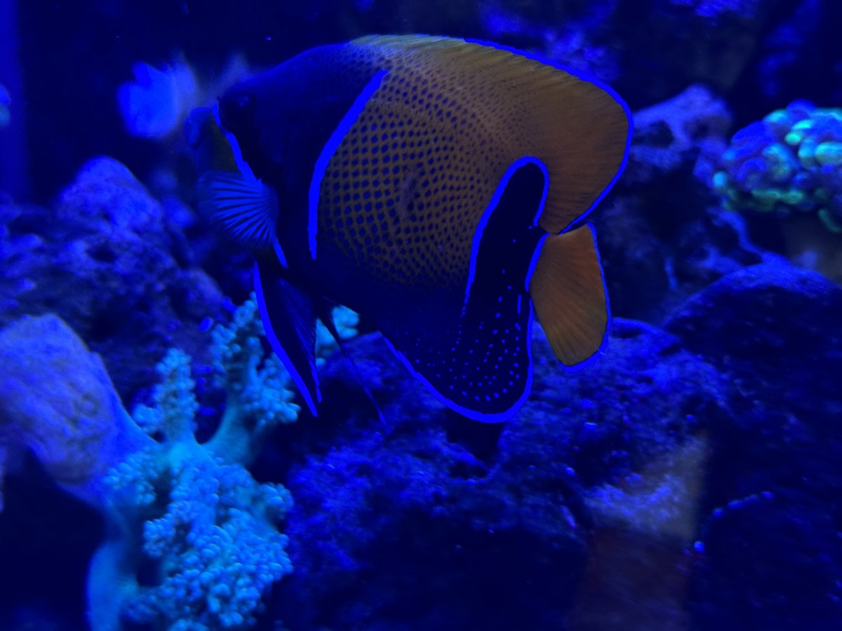 Build Thread - The 5 foot build… It’s happening!! | Reef2Reef