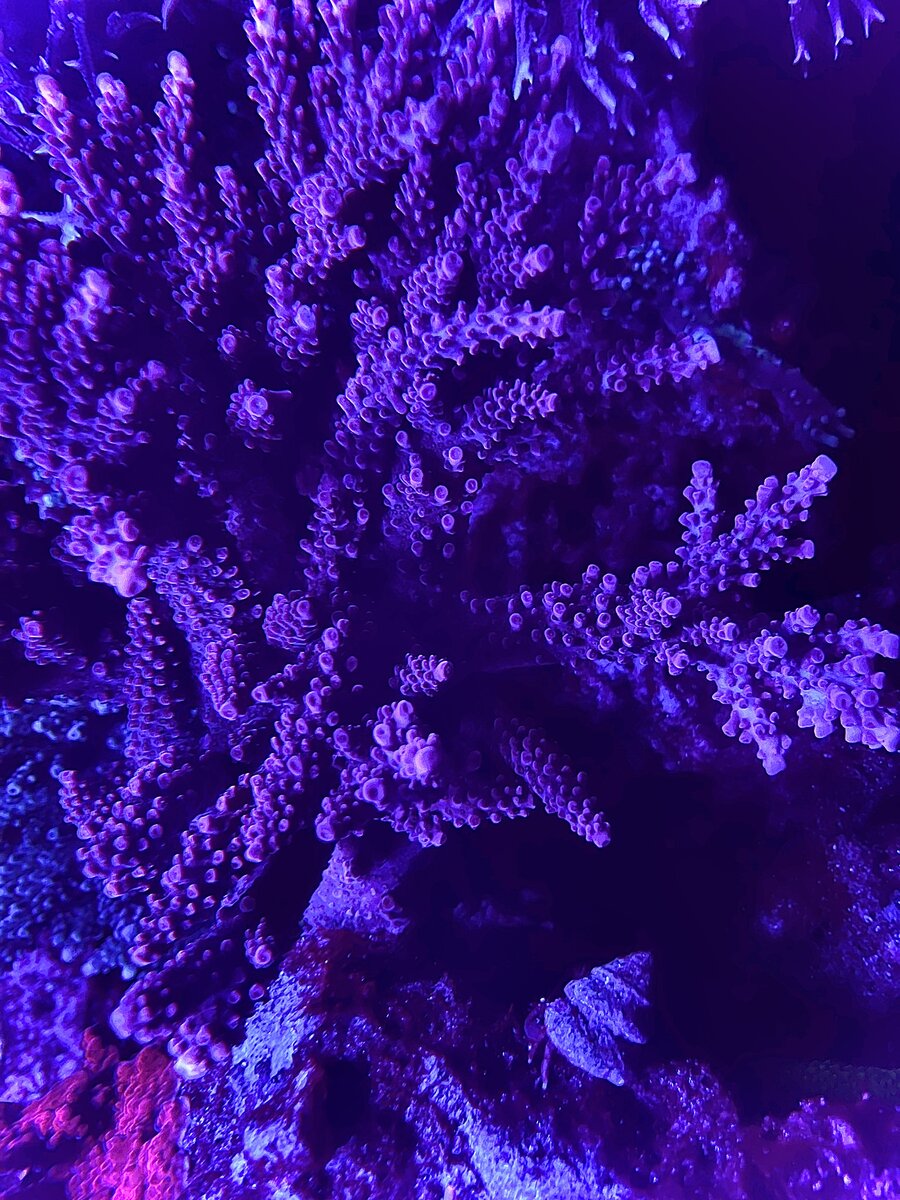 IMG_9454.jpeg