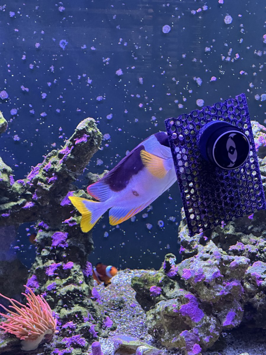 Large spot on Magnificent FoxFace | Reef2Reef