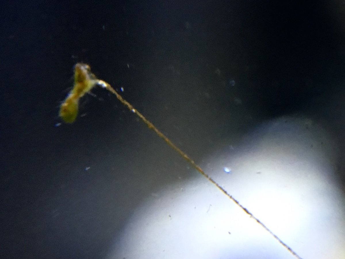 Baby vermetids? Pinhead sized base with 5 inch 