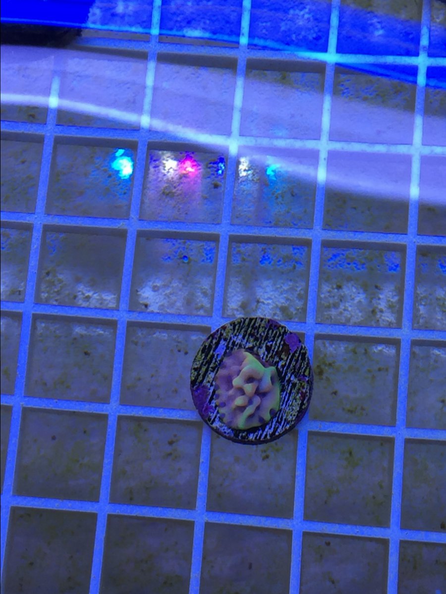 SPS--some rarities, crazy colors, gems plus an exotic monti | Page 2 |  REEF2REEF Saltwater and Reef Aquarium Forum