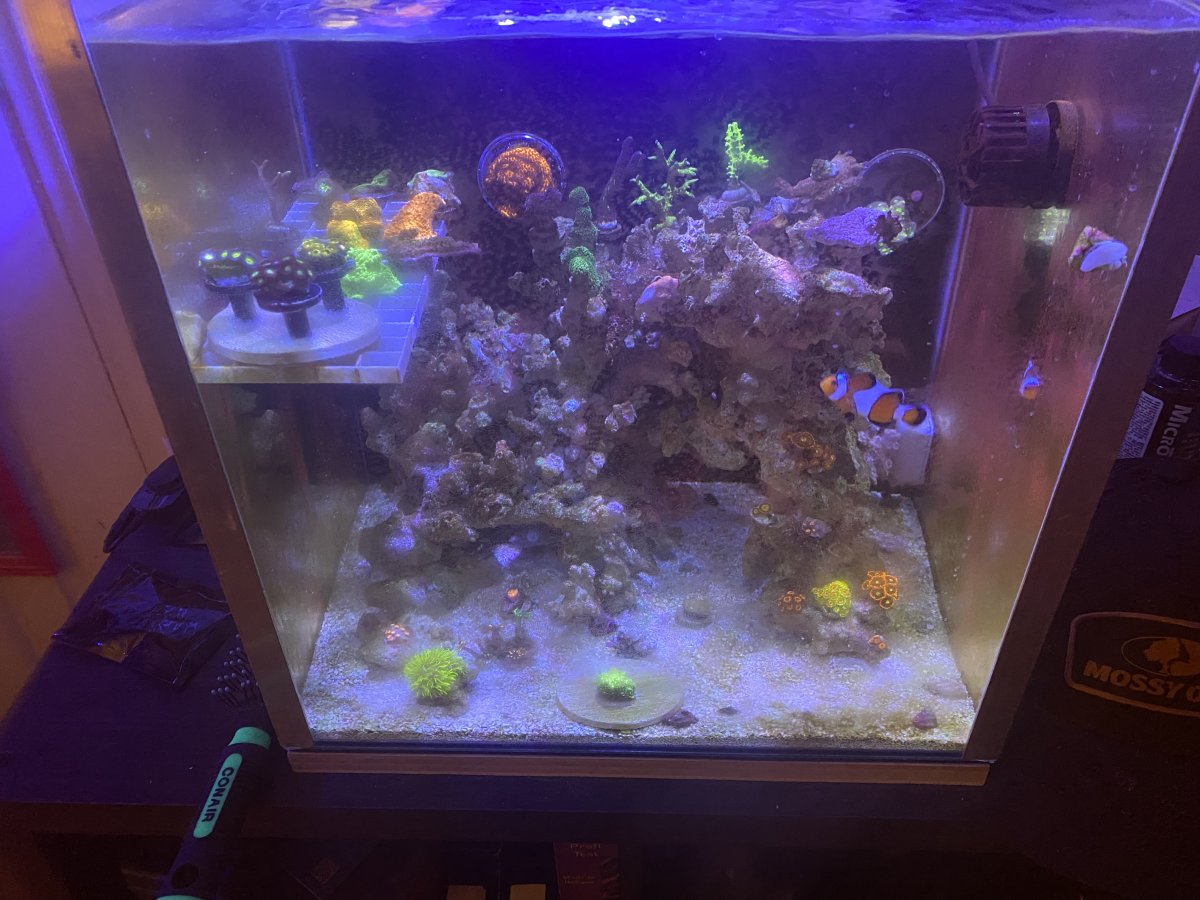 Build Thread - Mateo’s Seapora 50 build | Page 4 | Reef2Reef
