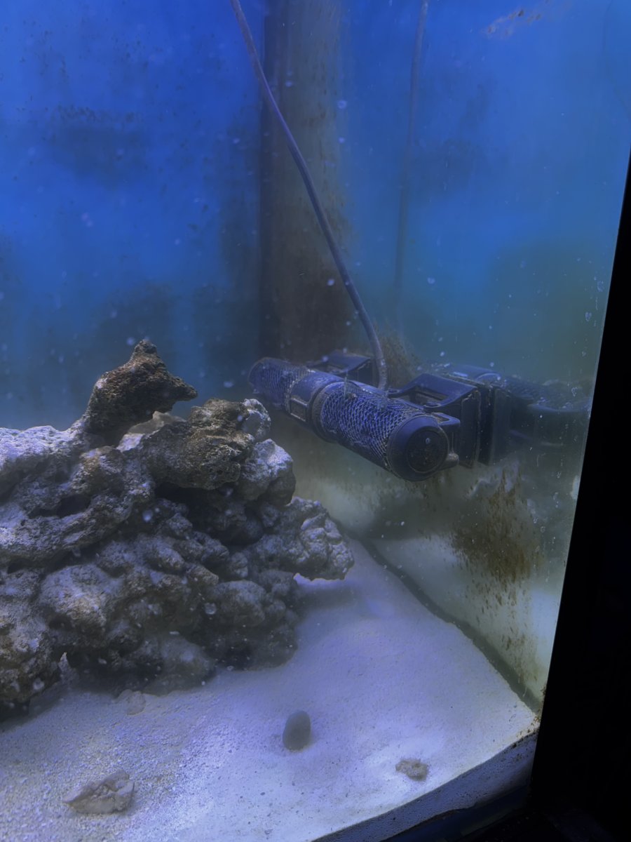 What is wrong with my tank (cycling for 2 months) | Reef2Reef