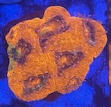 IMG_9626.jpg