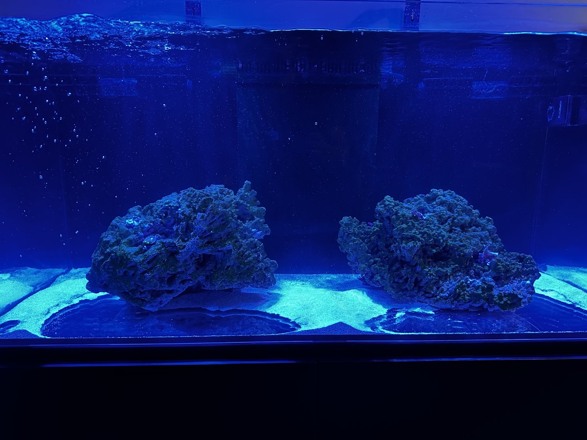 Double maxspect gyres Xf350 - sand all over the place! | Reef2Reef