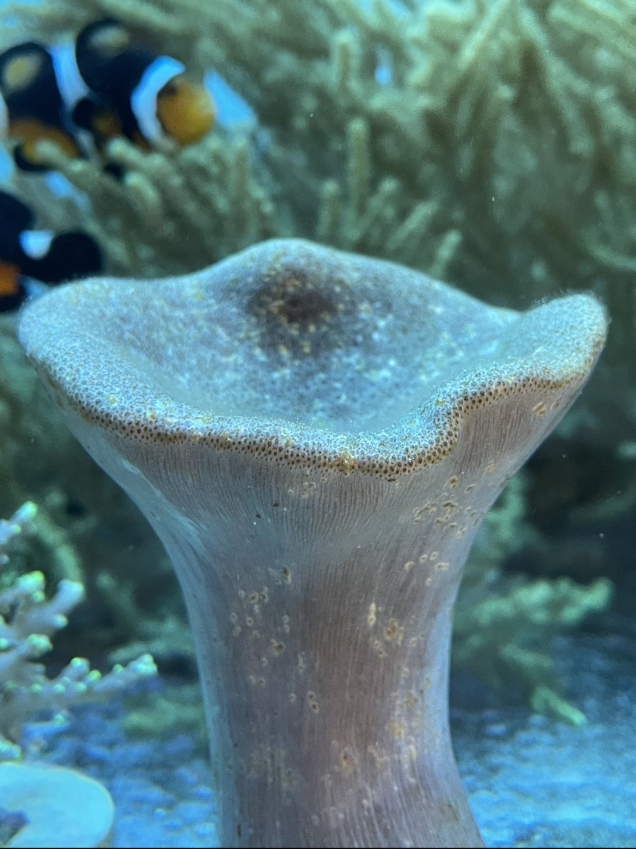 How long is too long for a toadstool to shed?? | Reef2Reef