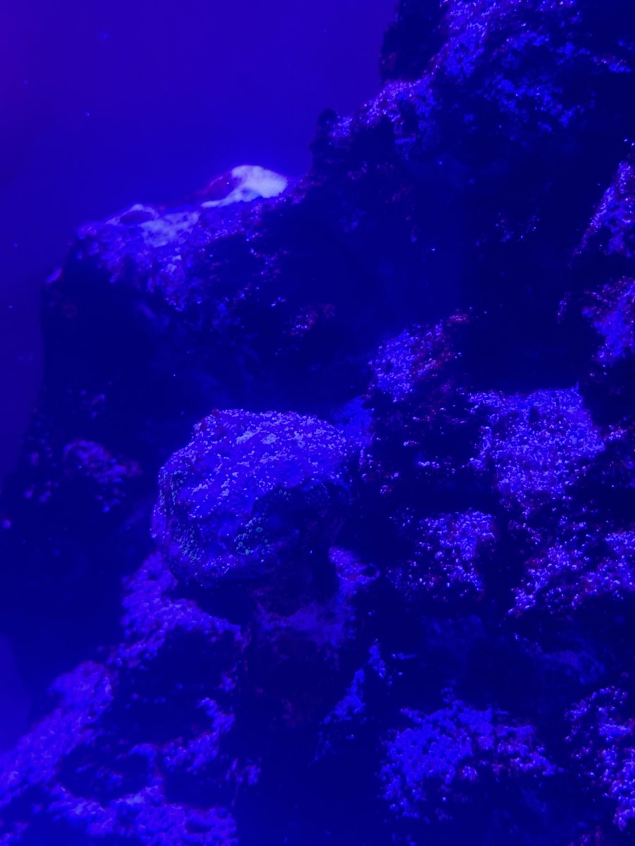 Is my coral dead or dying? (new to hobby) | REEF2REEF Saltwater and ...