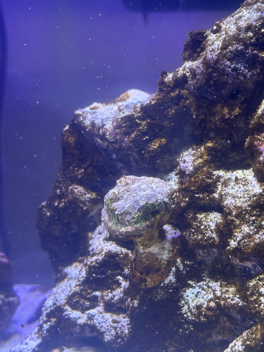 Is my coral dead or dying? (new to hobby) | REEF2REEF Saltwater and ...