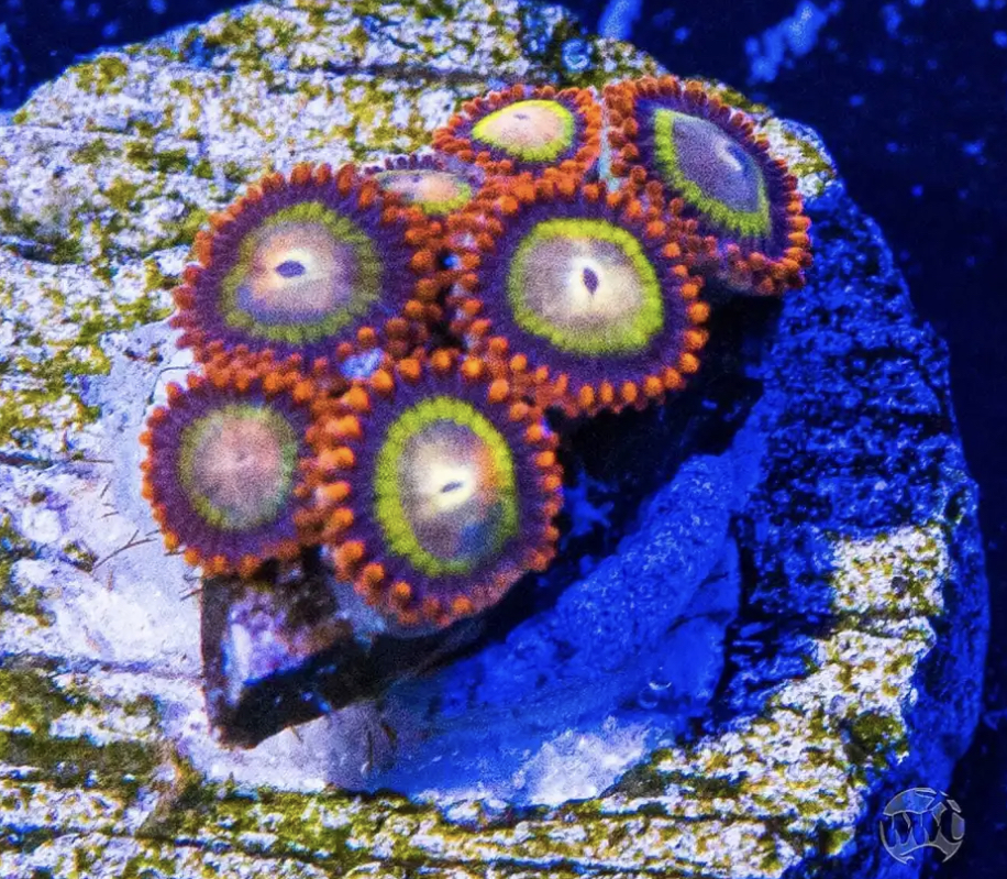 Zoa opening How long is this going to take? REEF2REEF Saltwater and