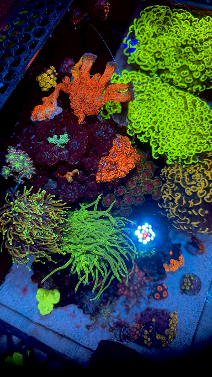 IMG_E2031.png