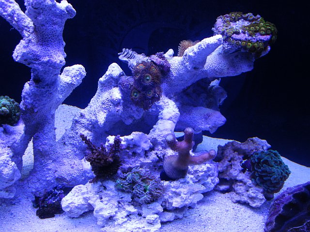 imreef.jpg