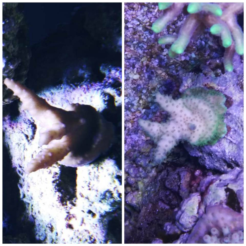 inCollage_20190126_165906337.jpeg