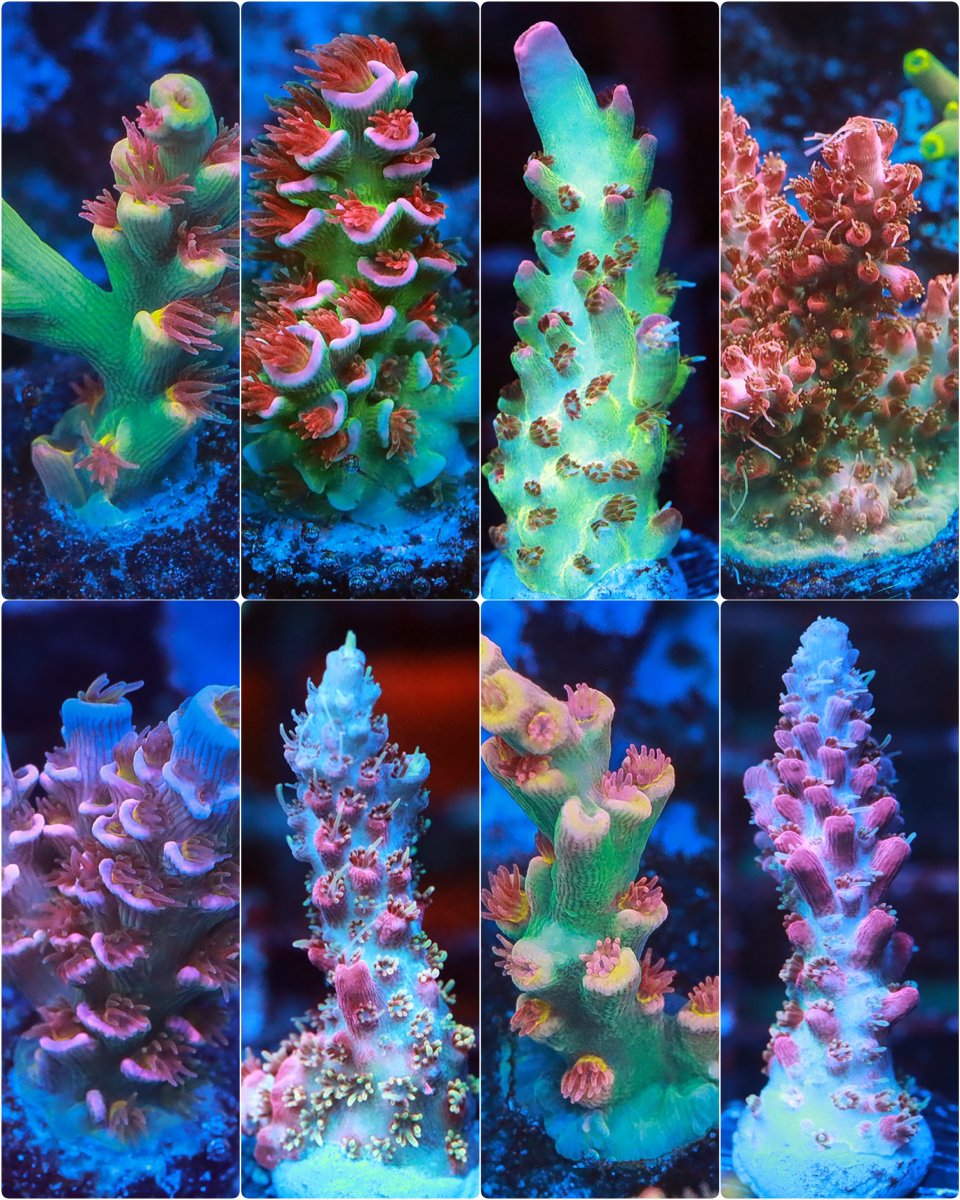 incollage_save 2.JPG