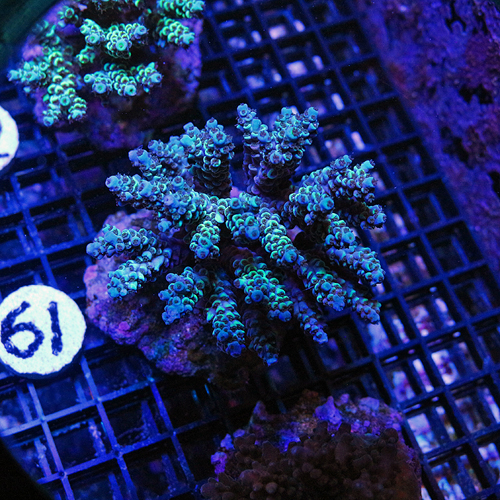 Indo Acropora Colony Number 61 1 inch frags 44-18.jpg