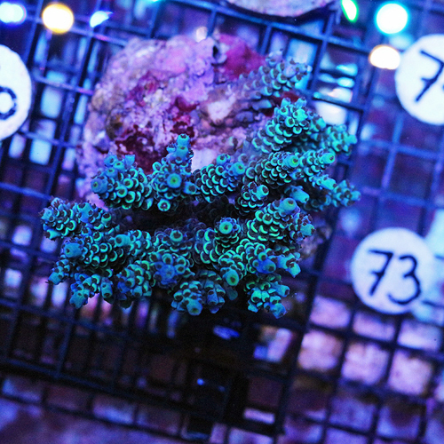 Indo Acropora Colony Number 66 1 inch frags 49-25.jpg