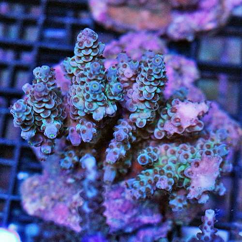 Indo Acropora Colony Number 70 1 inch frags 49-25.jpg