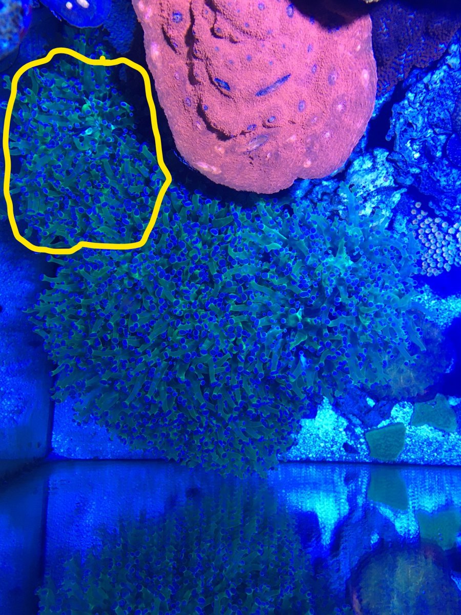 Inkedfrogspawn.jpg