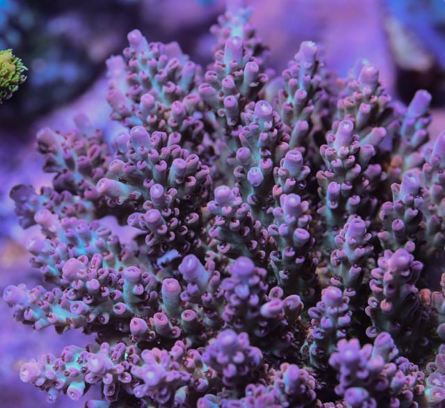 Inland Corals Quasar.jpg