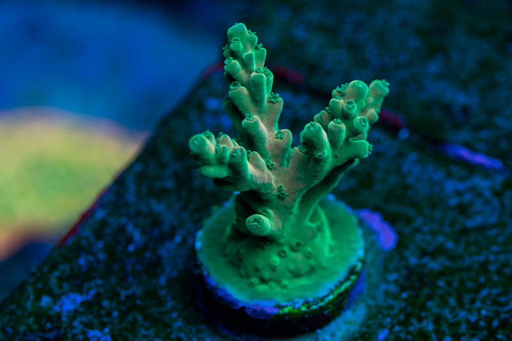 My Coral Collection - photo intense! | Page 8 | REEF2REEF Saltwater and ...